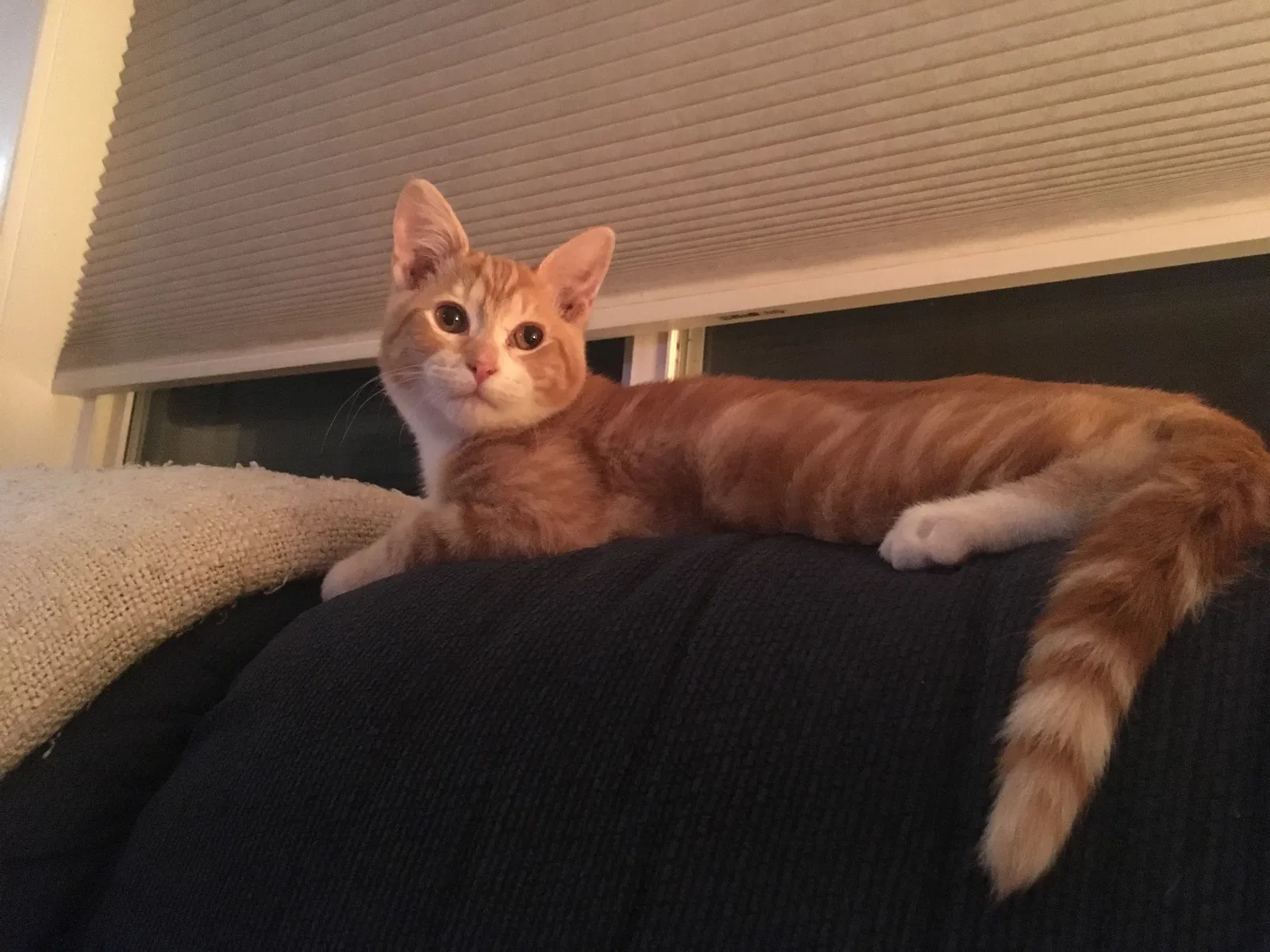 Lost cat in Portland, OR, 97217
