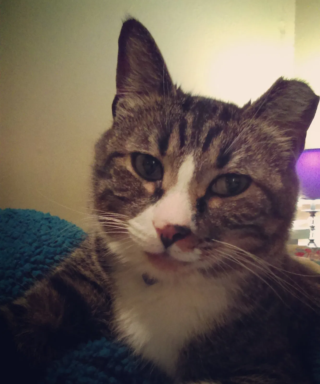 Lost cat in Dallas, TX, 75231
