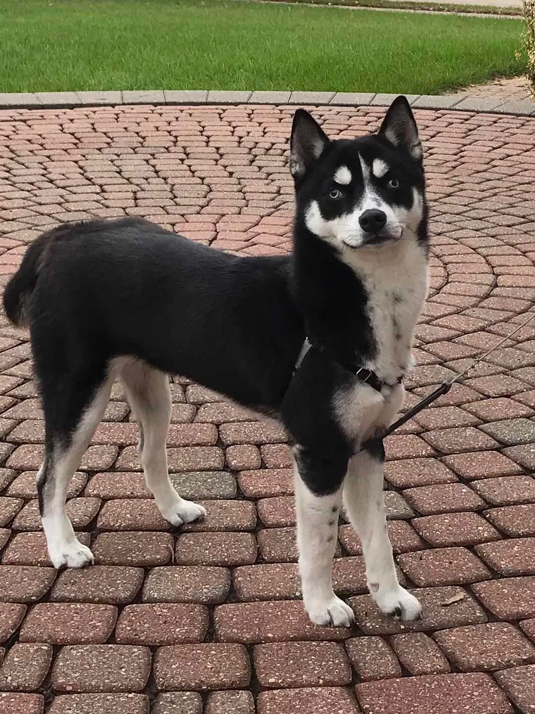 Lost dog in Canton, MI, 48187