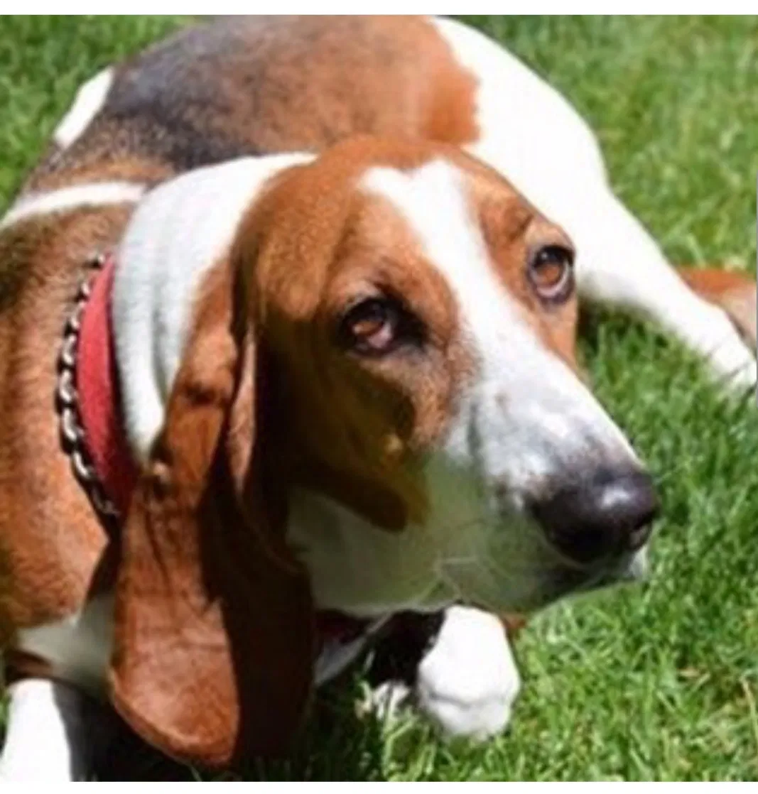 Lost dog in Salt Lake City, UT, 84129