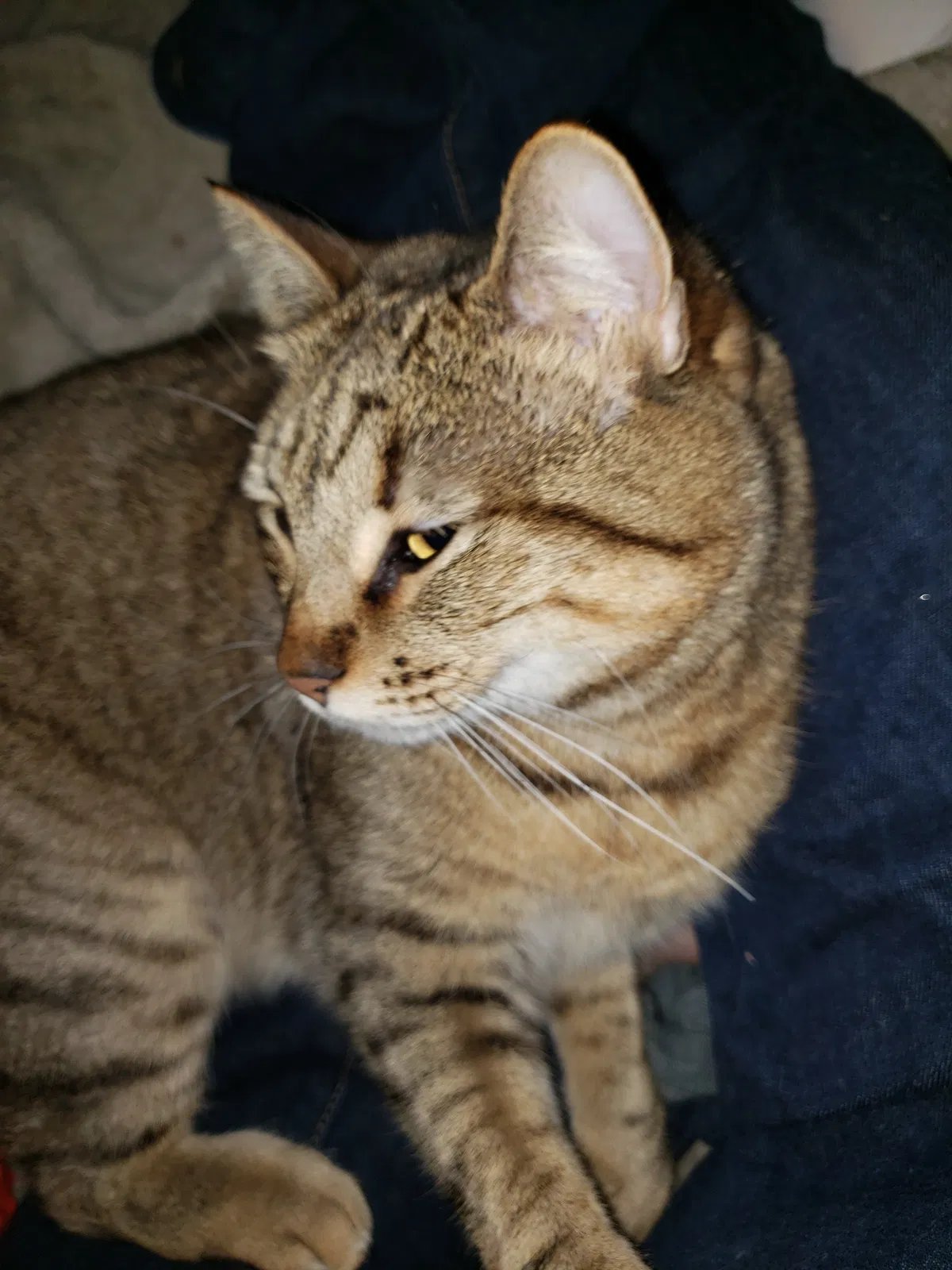 Lost cat in Tucson, AZ, 85746