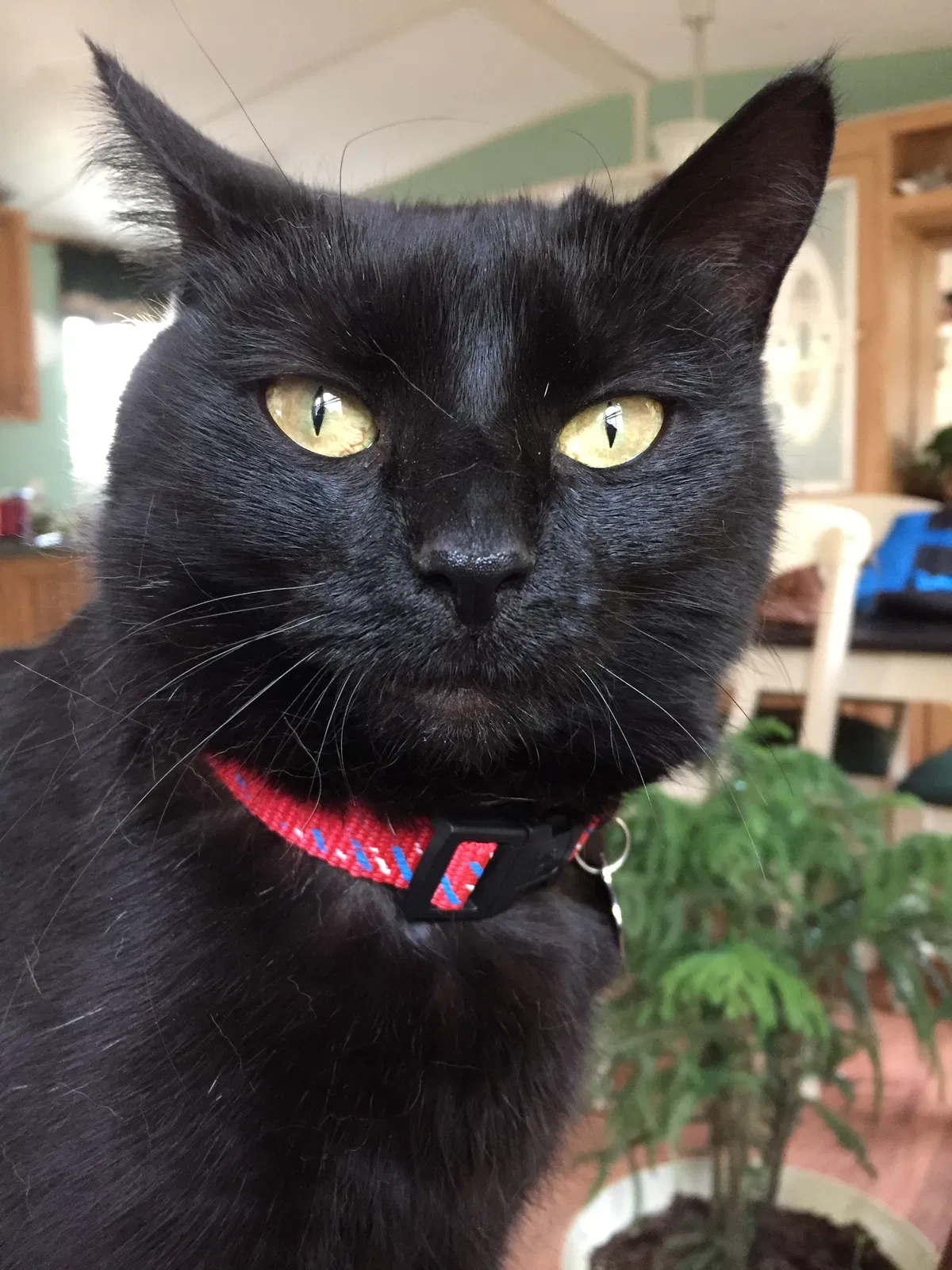 Lost cat in Alum Creek, WV, 25003