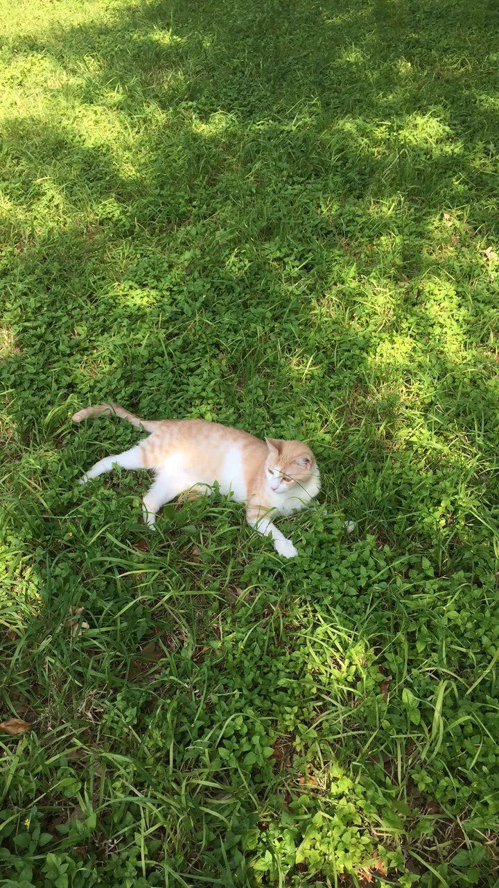 Lost cat in San Antonio, TX, 78201