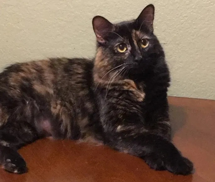 Lost cat in Phoenix, AZ, 85027