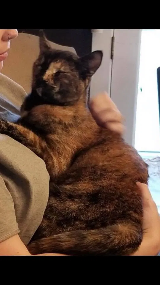 Lost cat in Petaluma, CA, 94954