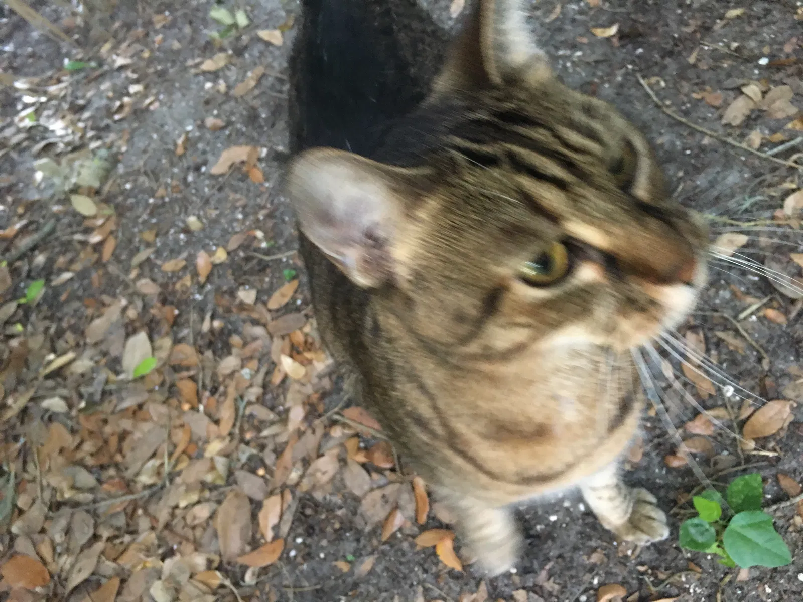 Found cat in Titusville, FL, 32796