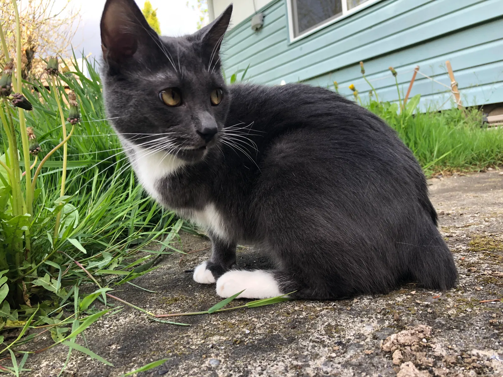 Lost cat in Sedro Woolley, WA, 98284