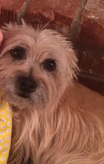 Lost dog in Arroyo Grande, CA, 93420