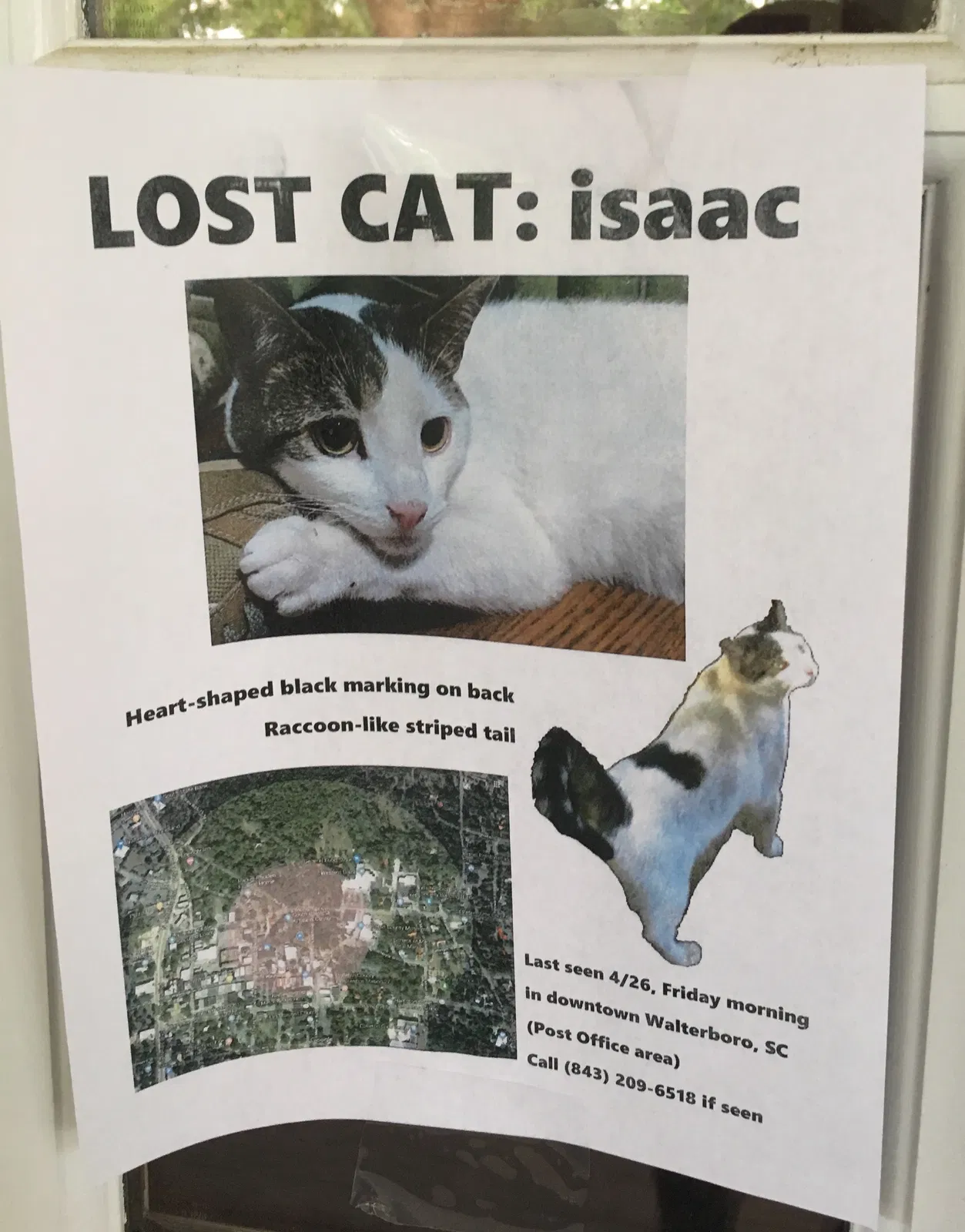 Lost cat in Walterboro, SC, 29488