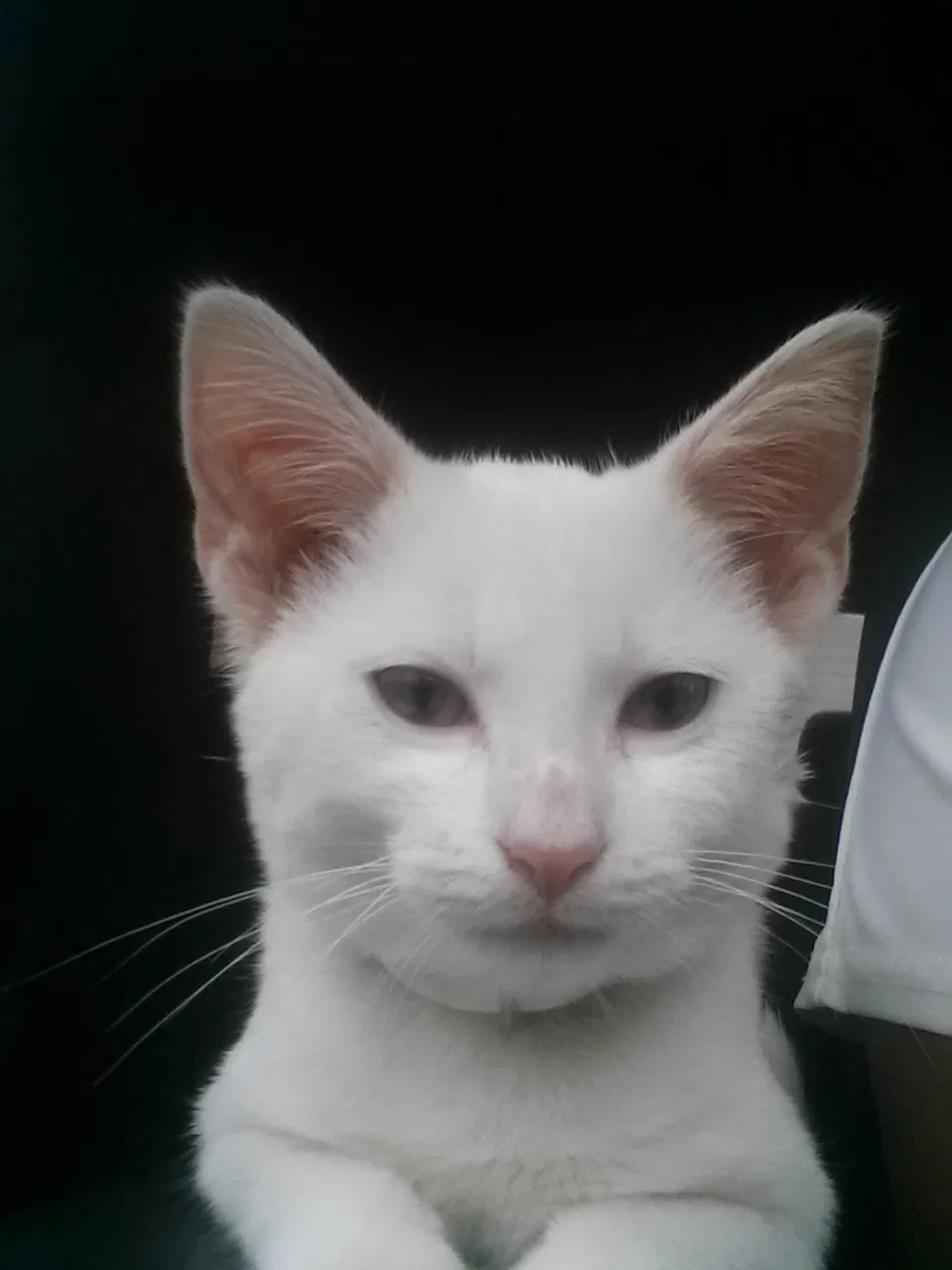 Lost cat in Big Stone Gap, VA, 24219