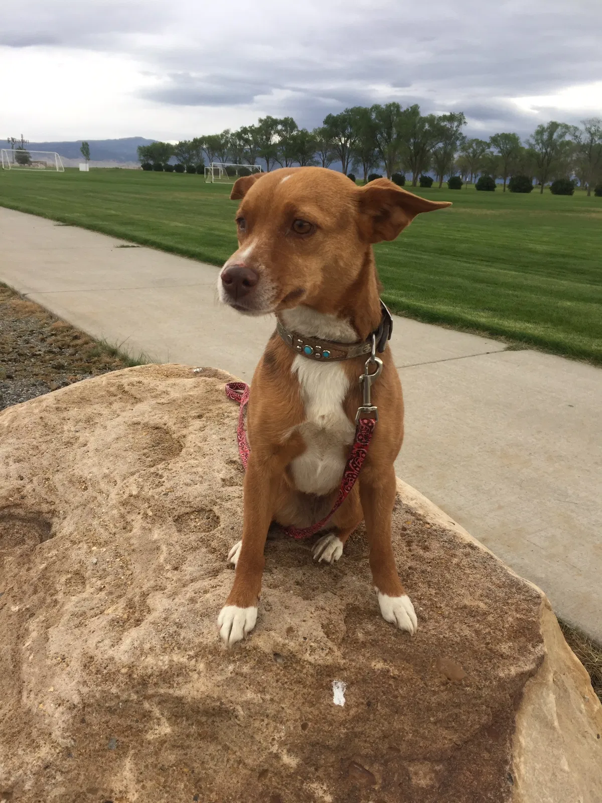 Lost dog in Ridgway, CO, 81432