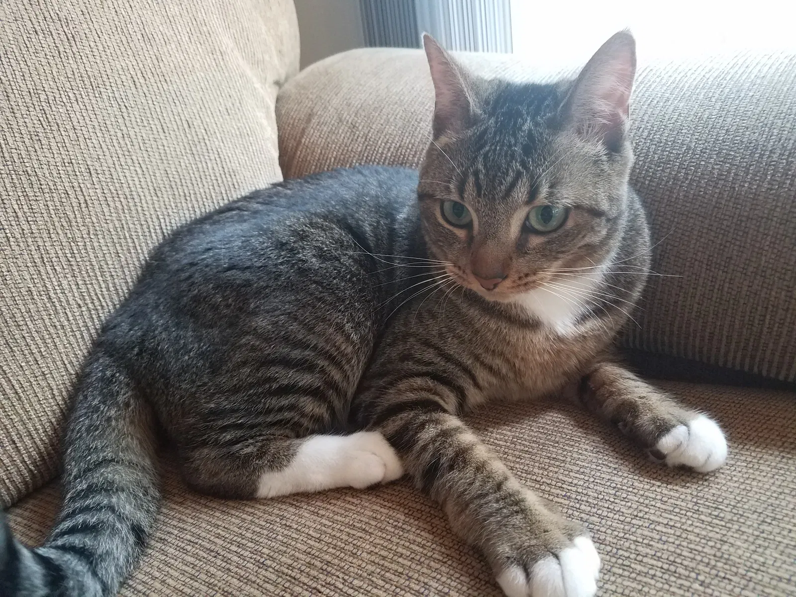 Lost cat in Vancouver, WA, 98686
