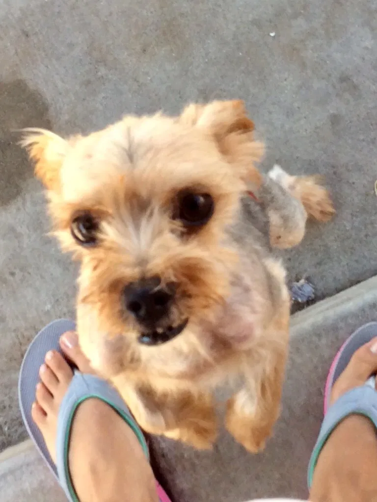 Lost dog in Compton, CA, 90221