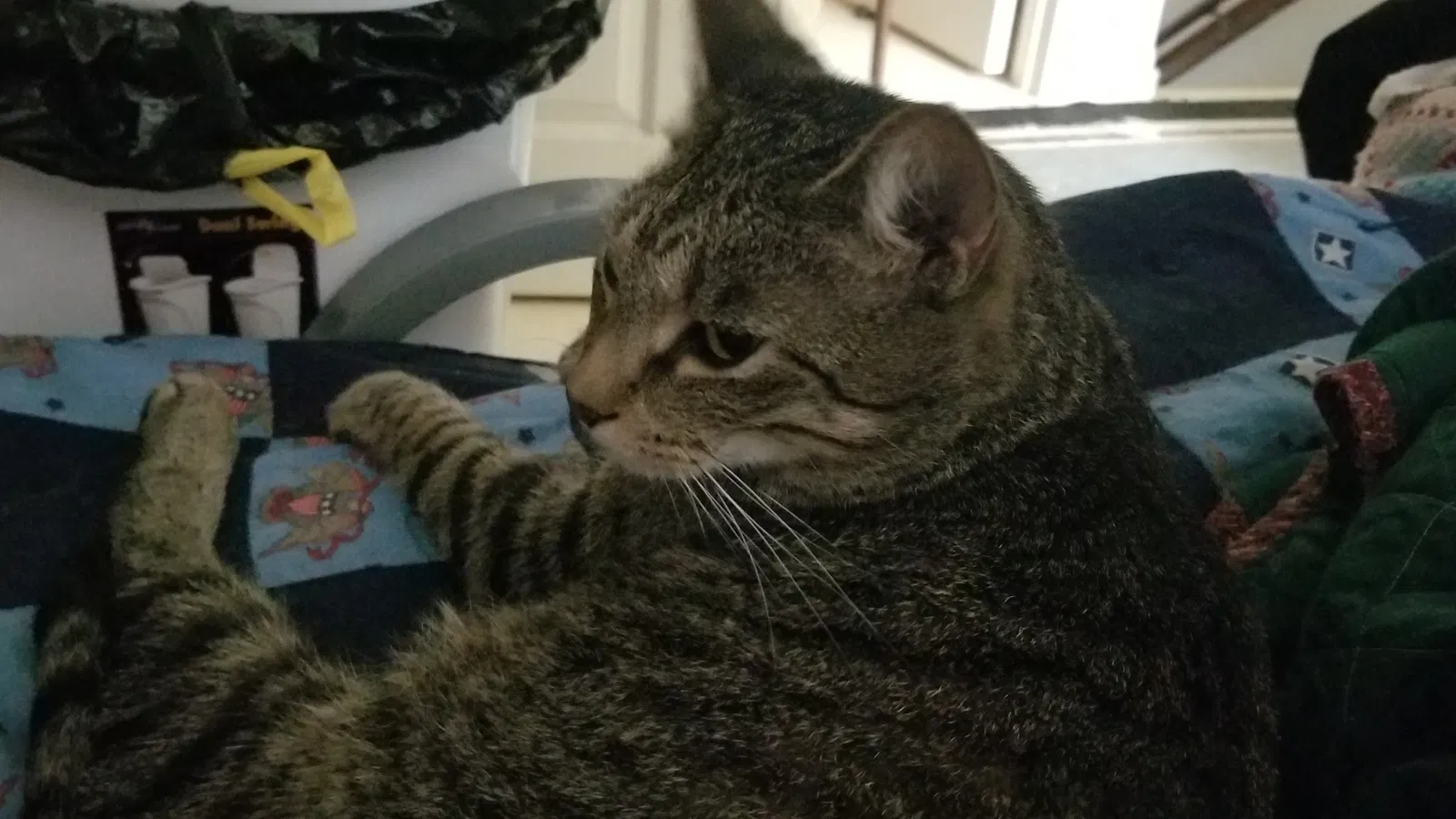 Lost cat in Owensboro, KY, 42303
