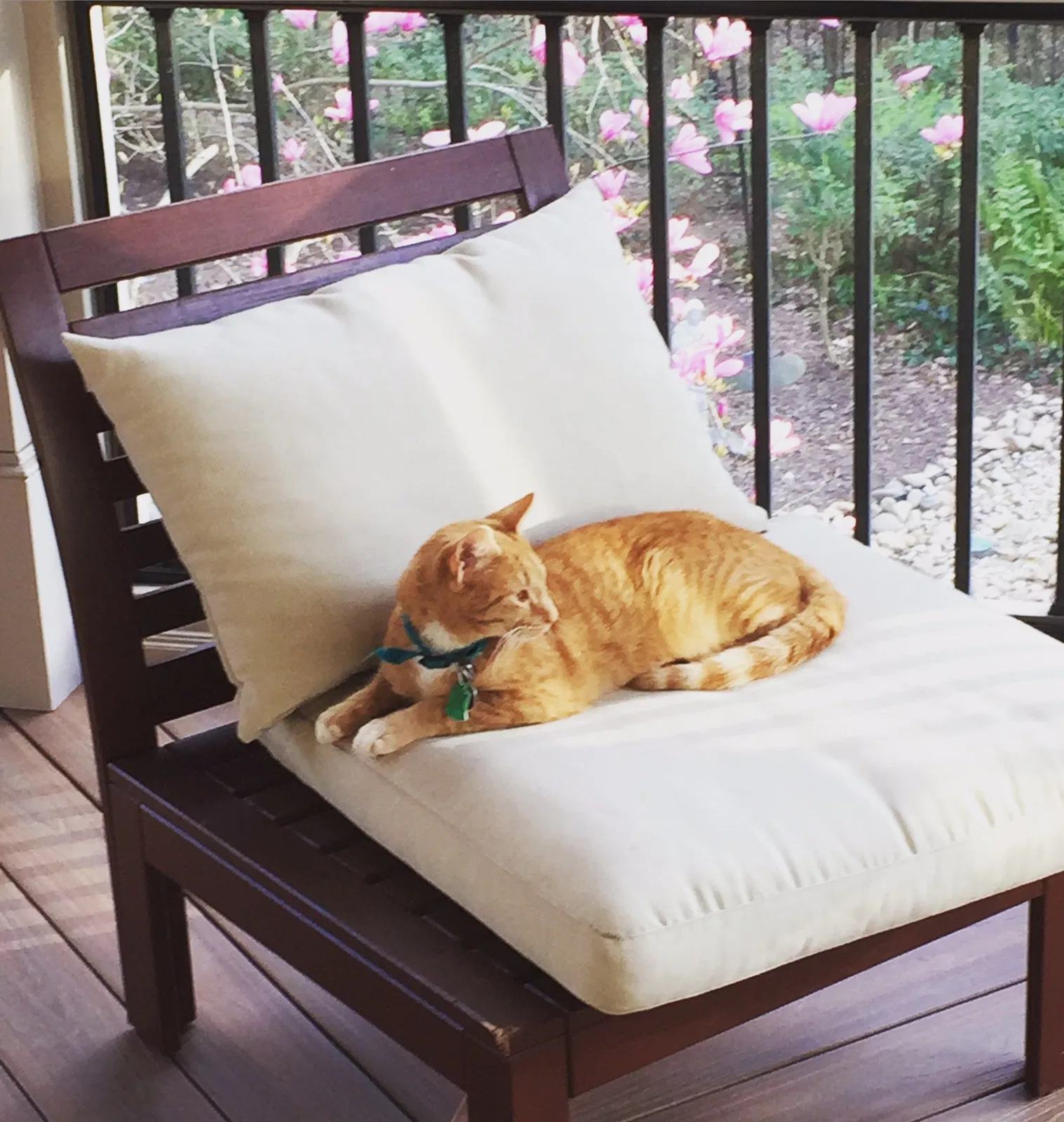 Lost cat in Suwanee, GA, 30024