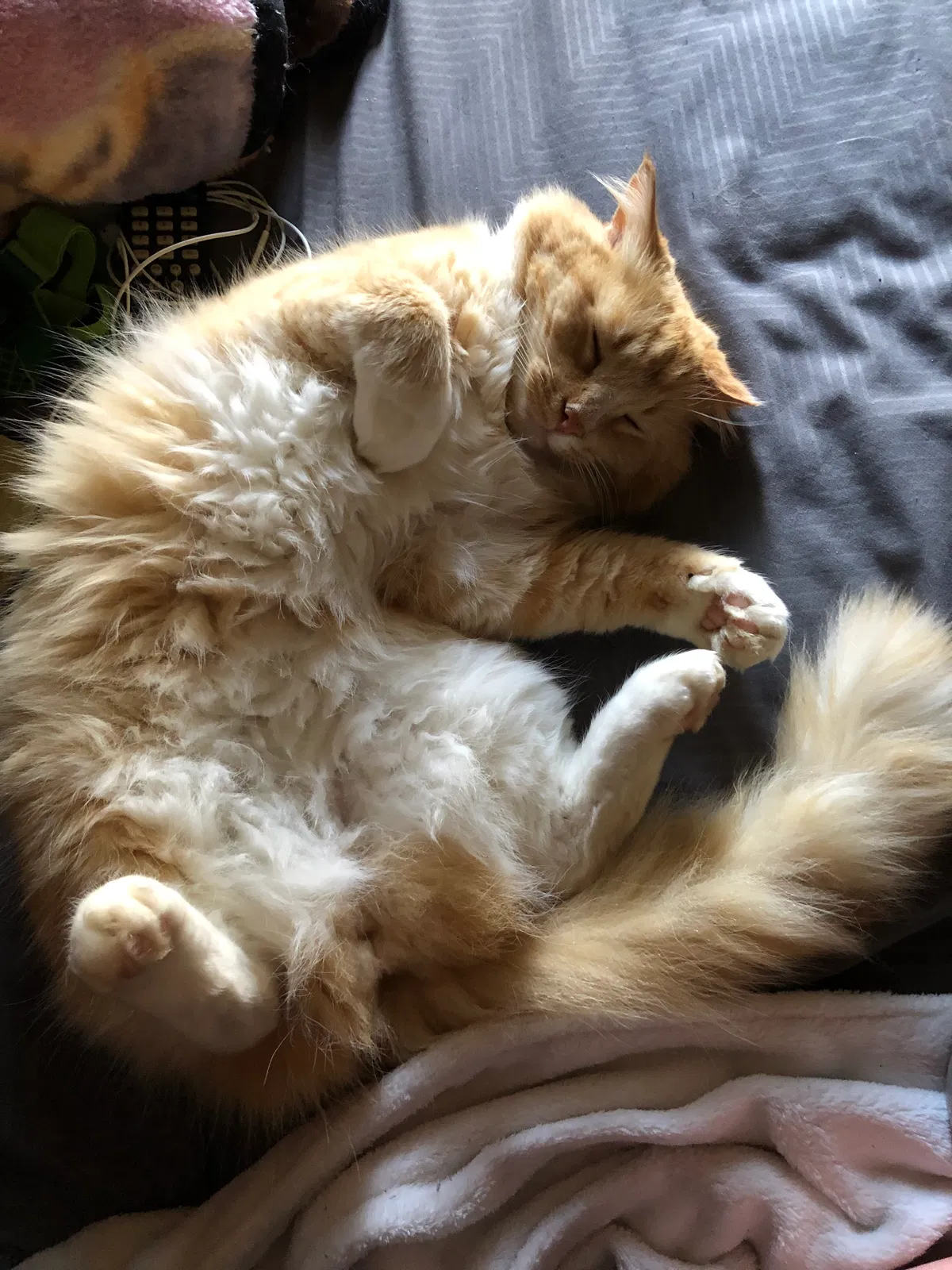 Lost cat in Greenville, SC, 29611