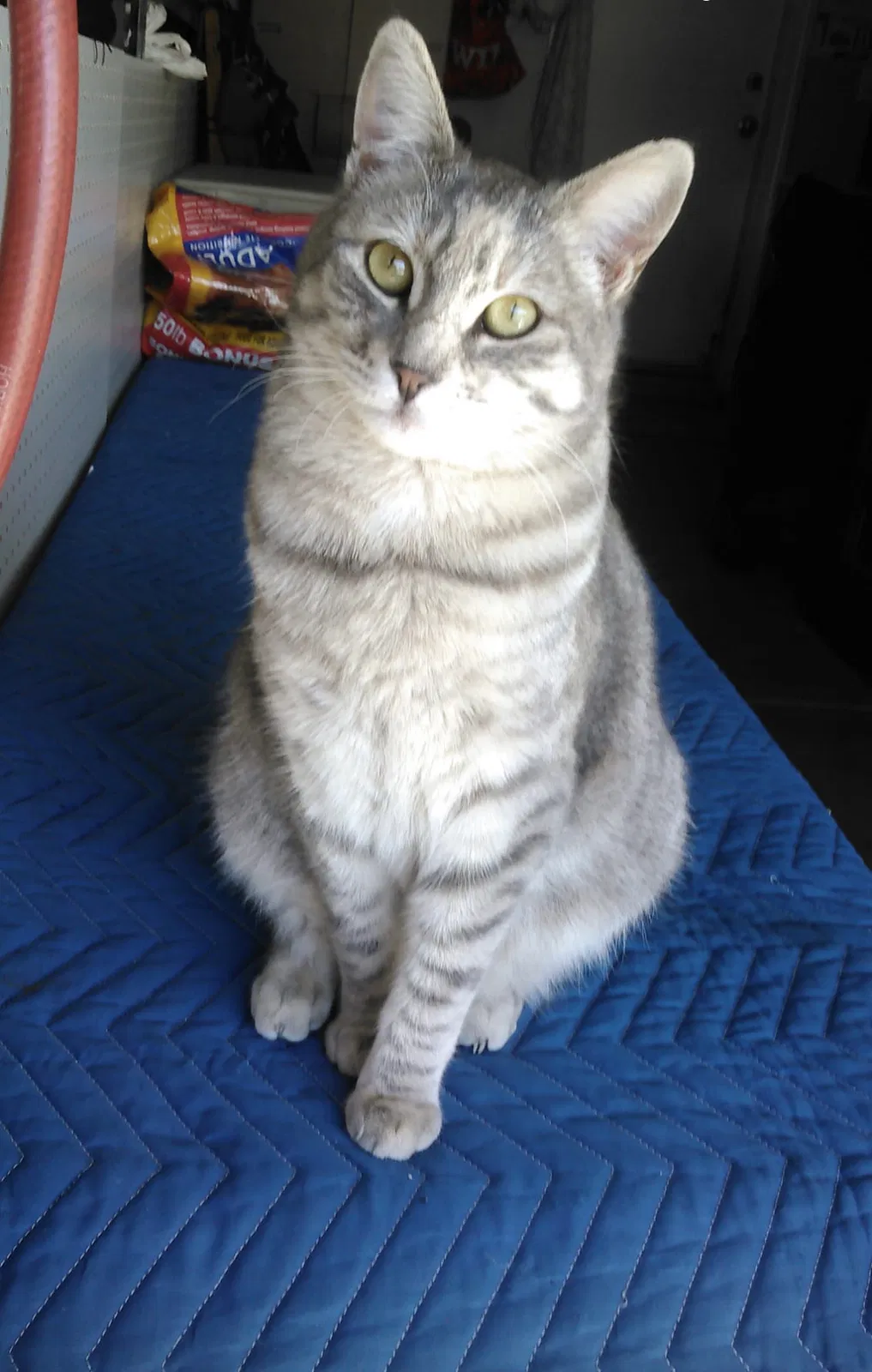 Lost cat in Victorville, CA, 92392