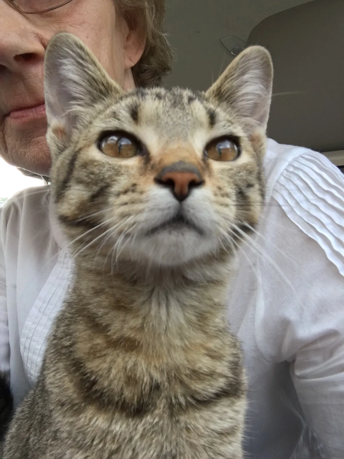 Found cat in Louisville, KY, 40258
