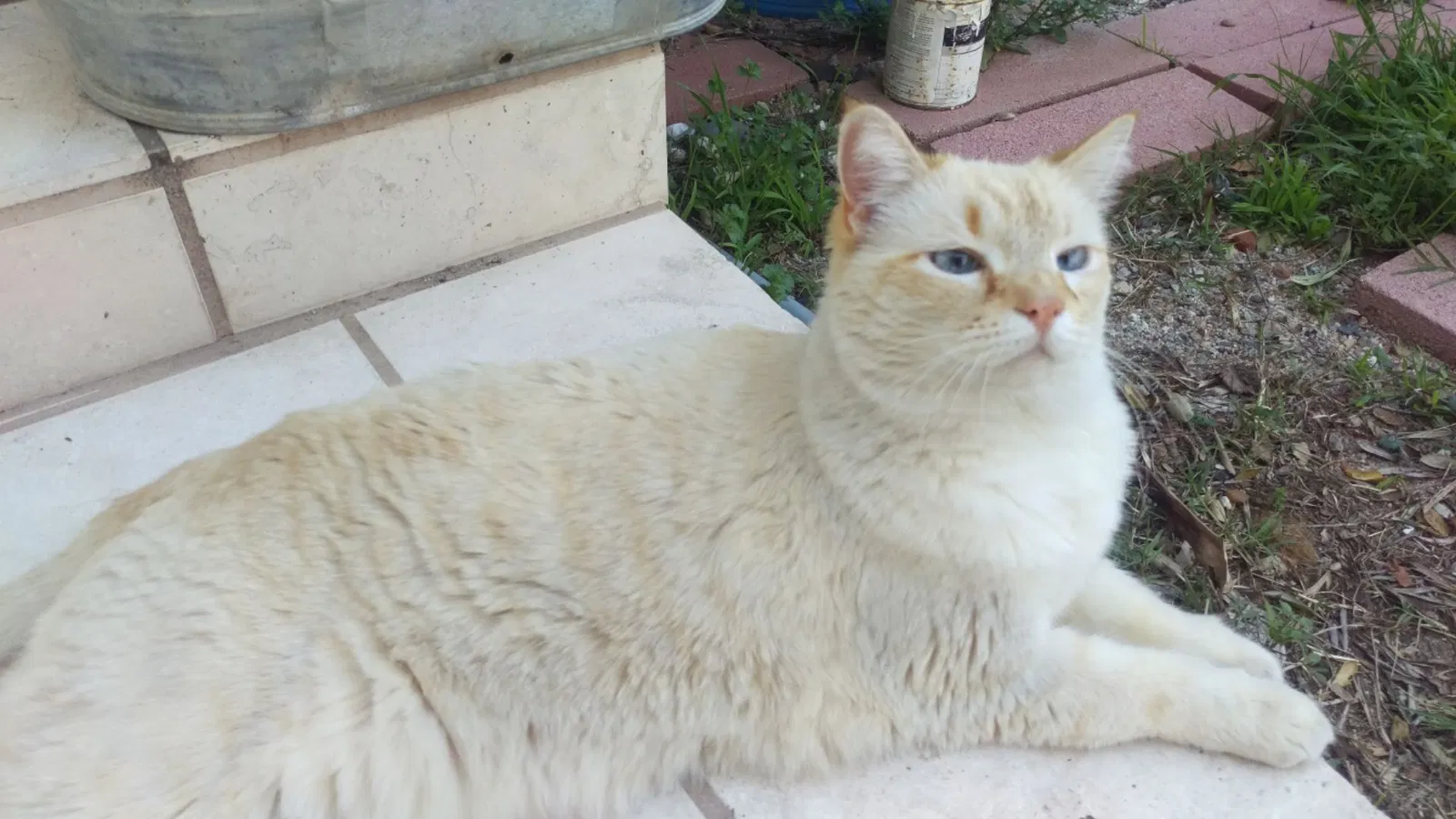 Lost cat in Altadena, CA, 91001
