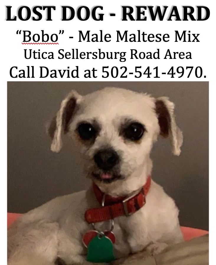 Lost dog in Jeffersonville, IN, 47130