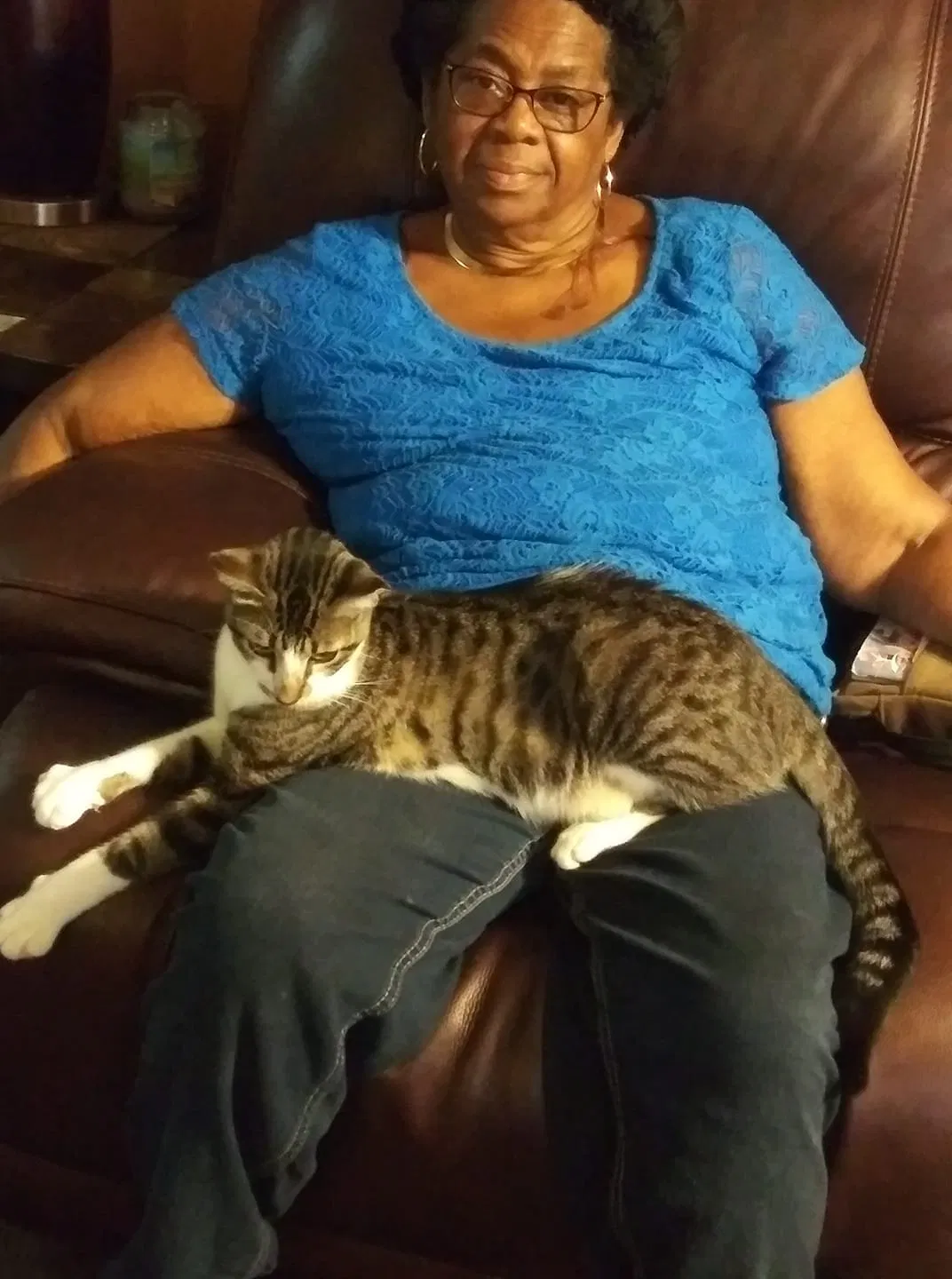 Lost cat in Winter Haven, FL, 33880