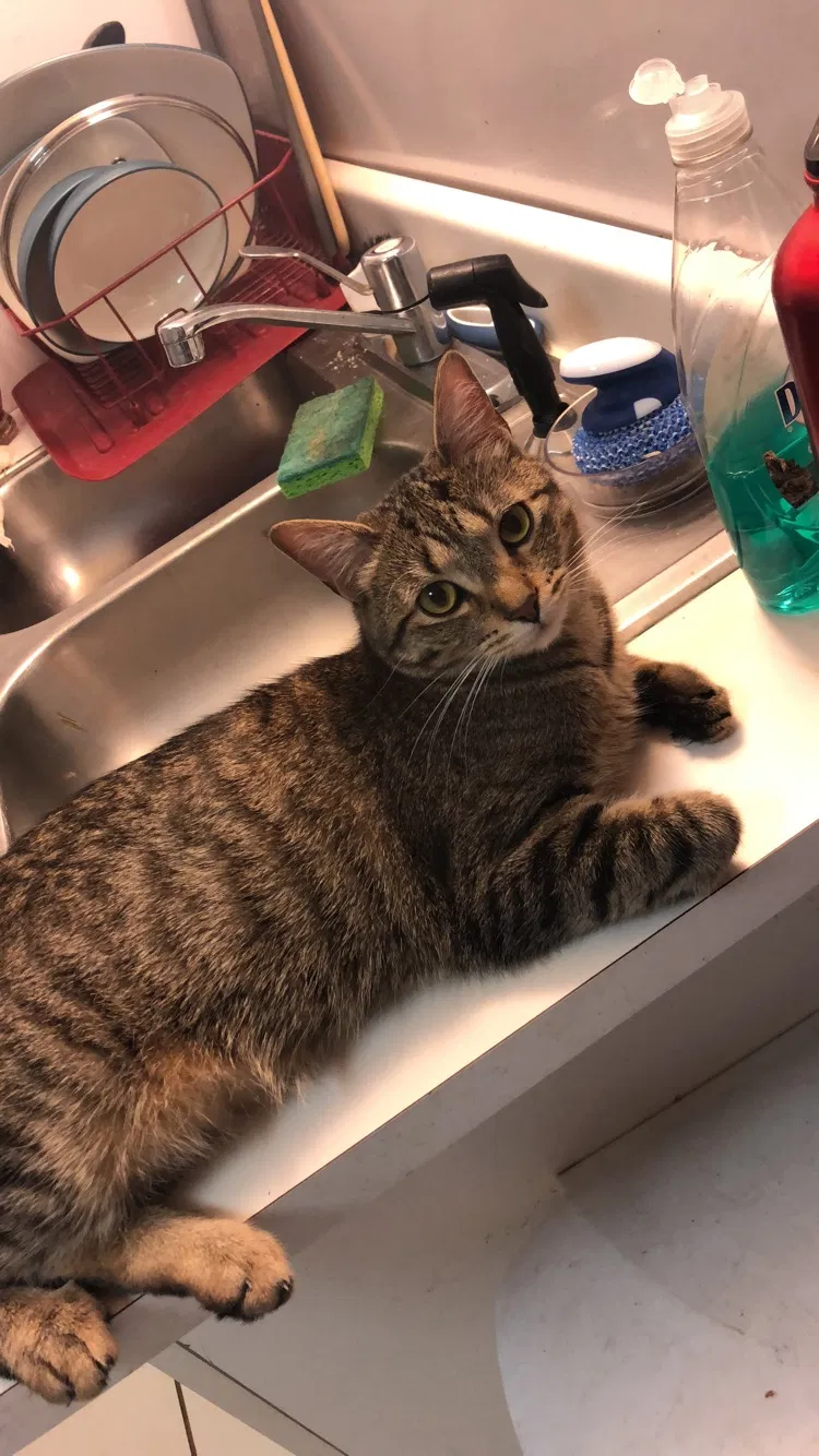 Lost cat in Homestead, PA, 15120