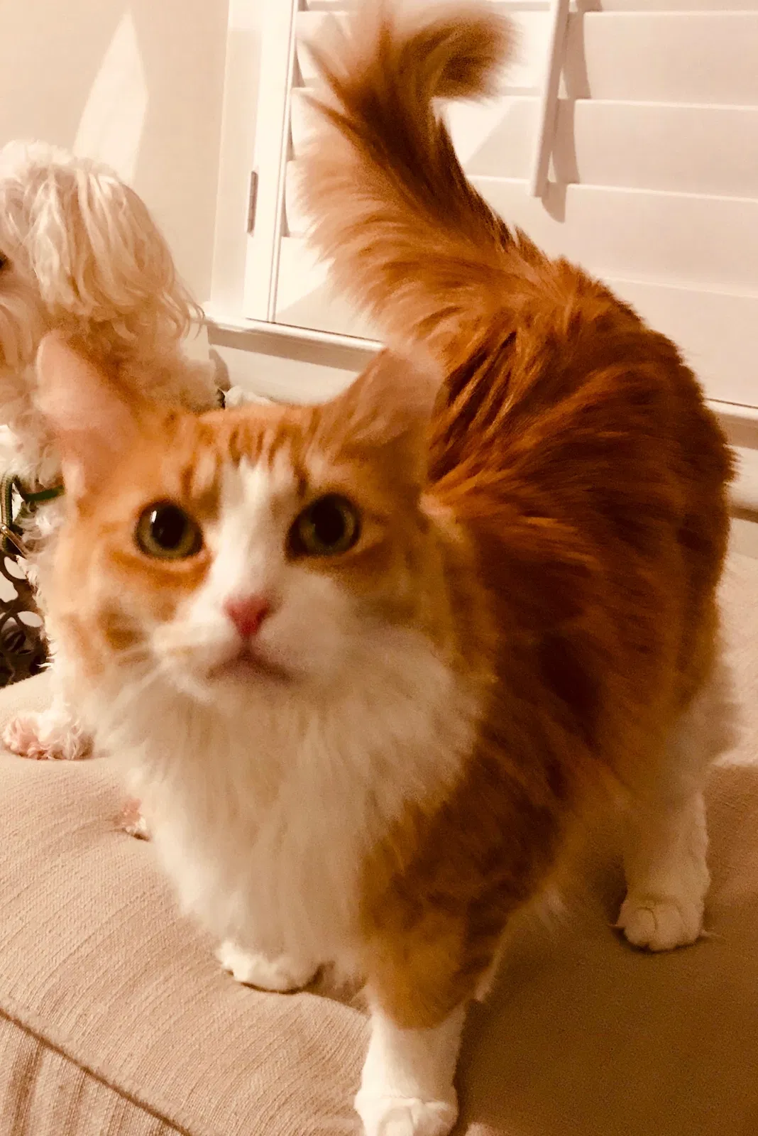 Lost cat in Charlotte, NC, 28209