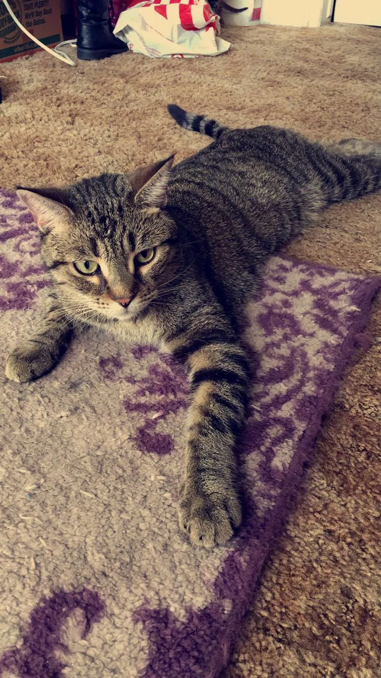 Lost cat in Montebello, CA, 90640