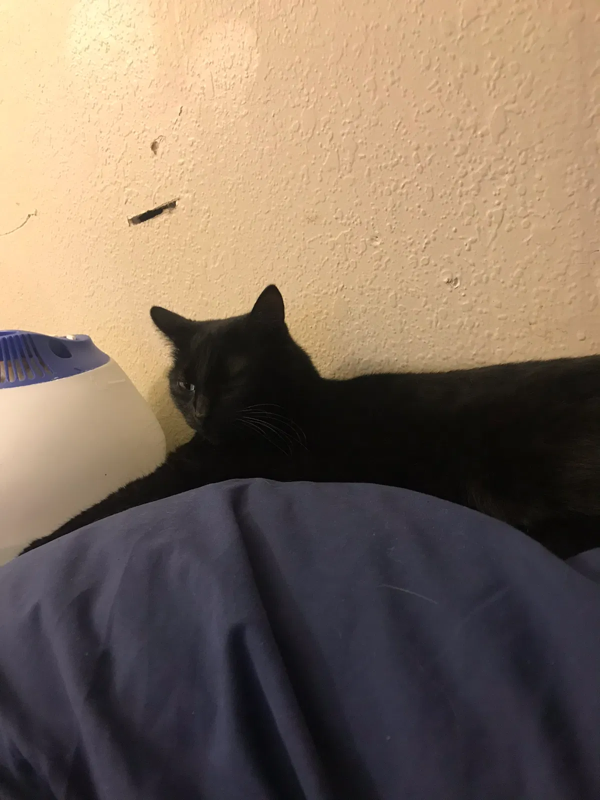 Lost cat in Fort Worth, TX, 76140
