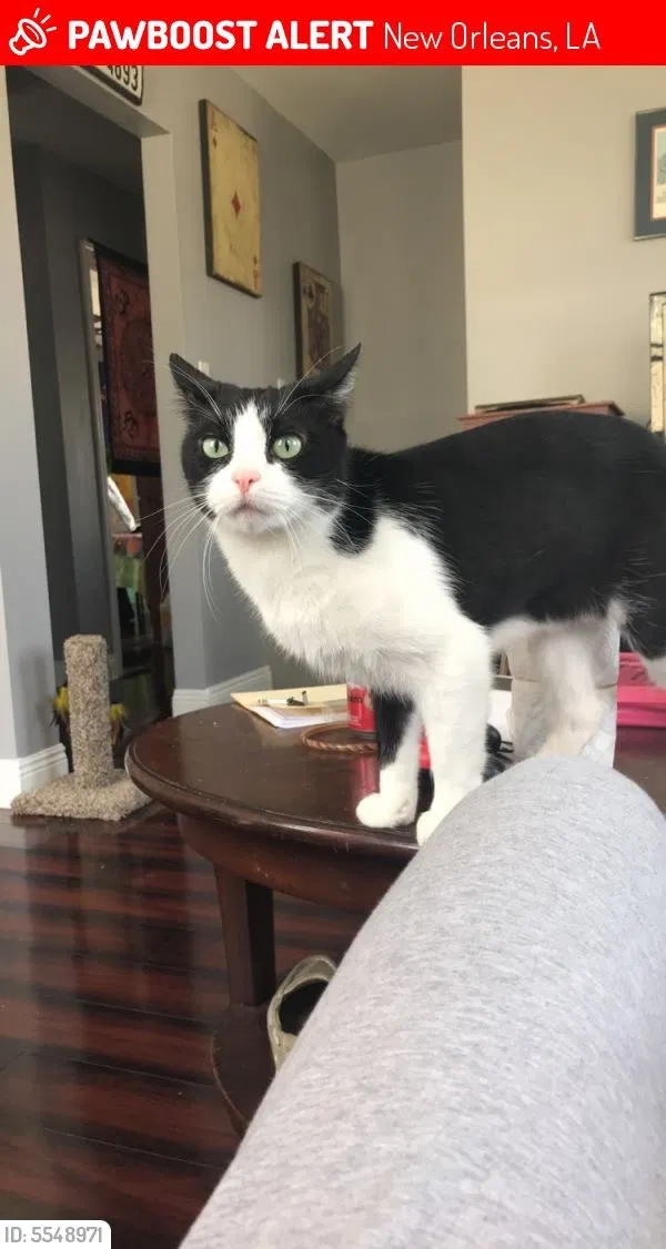 Lost cat in New Orleans, LA, 70122