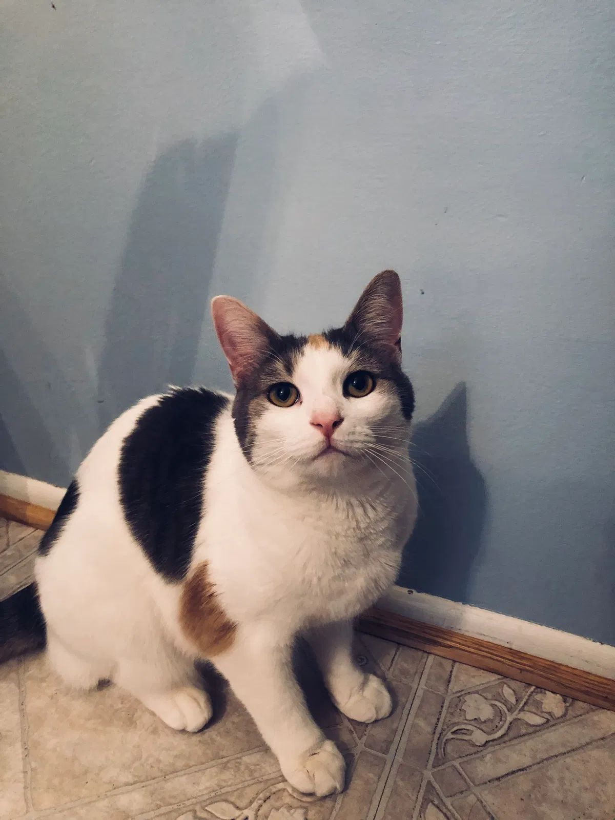 Lost cat in Olney, MD, 20832