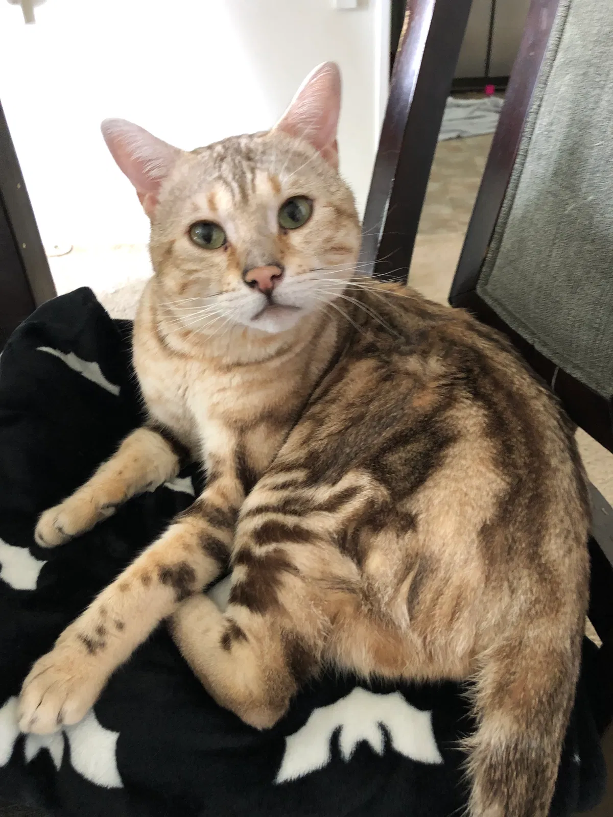 Lost cat in Menifee, CA, 92584
