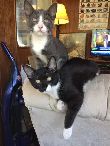 Lost cat in Montrose, CA, 91020