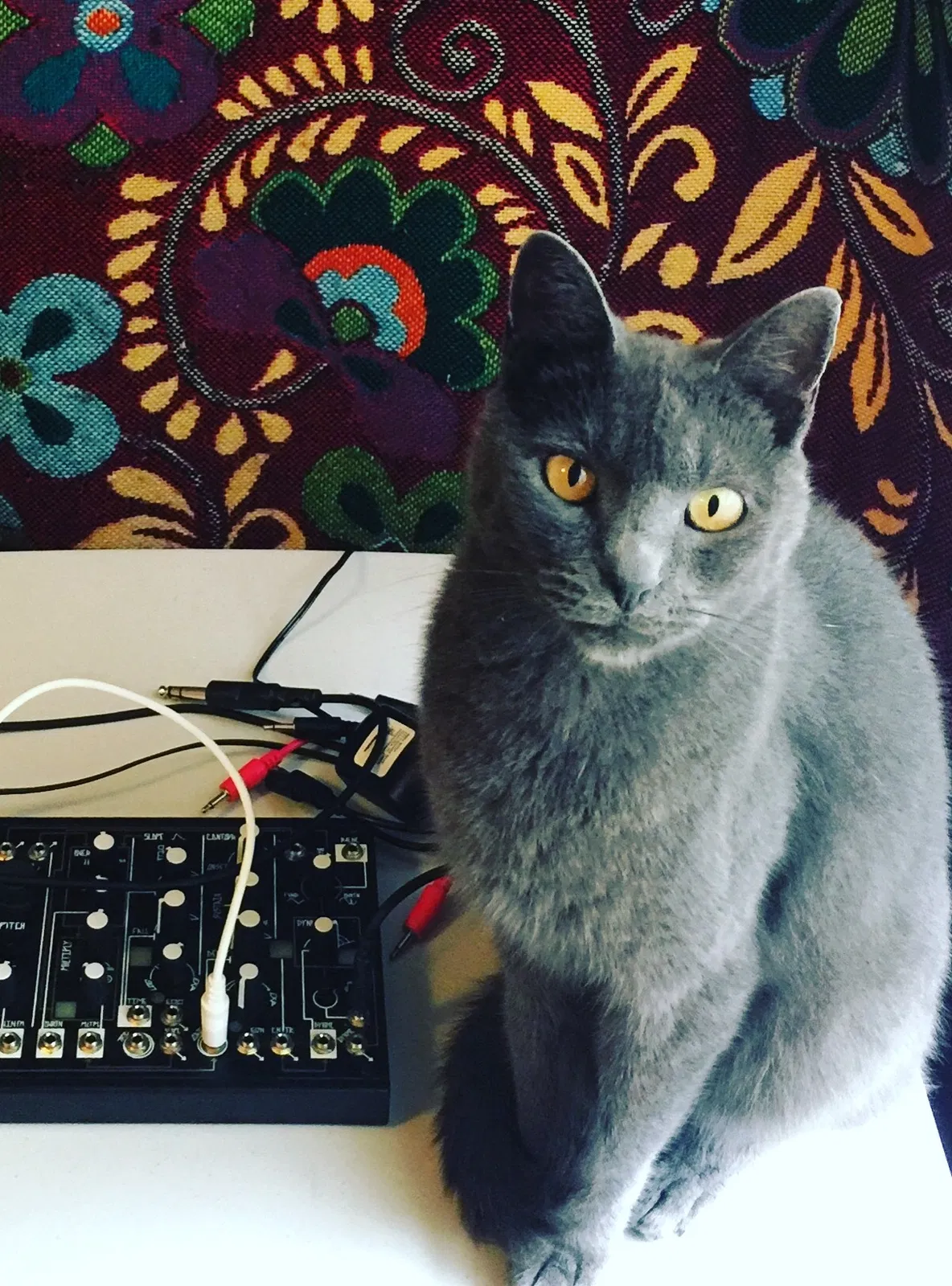 Lost cat in Asheville, NC, 28806