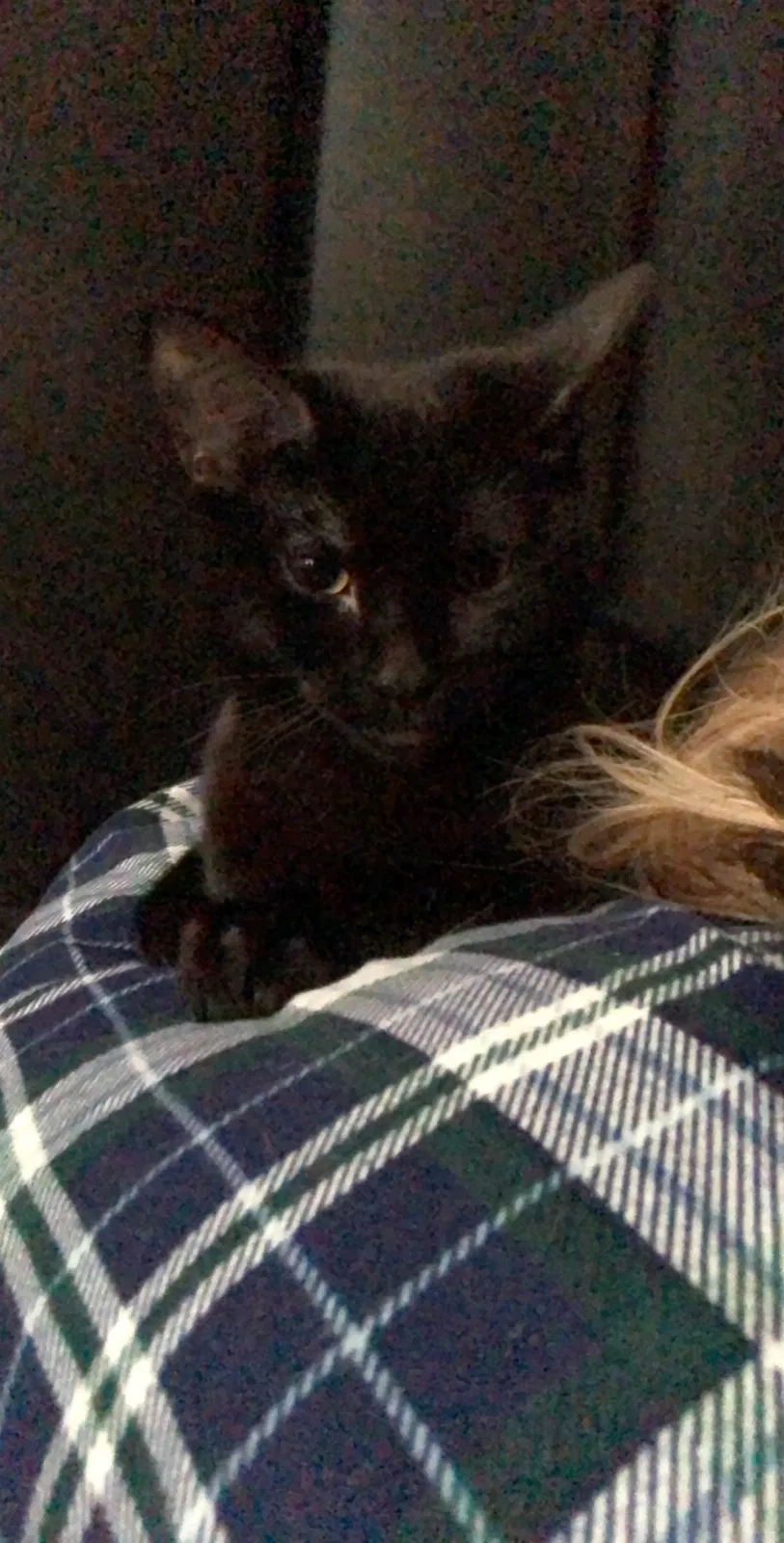 Lost cat in Independence, MO, 64055