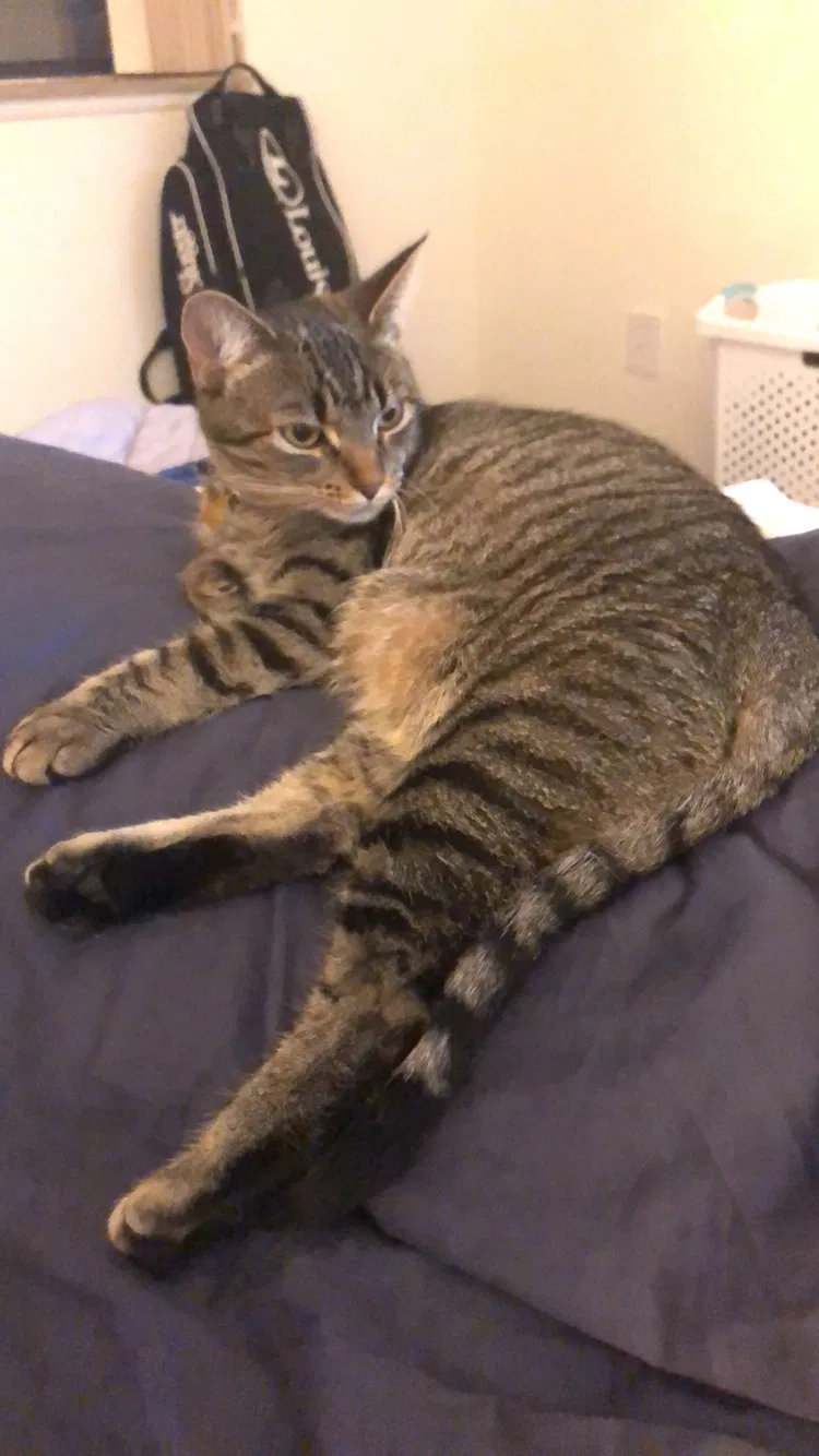 Lost cat in Grandville, MI, 49418