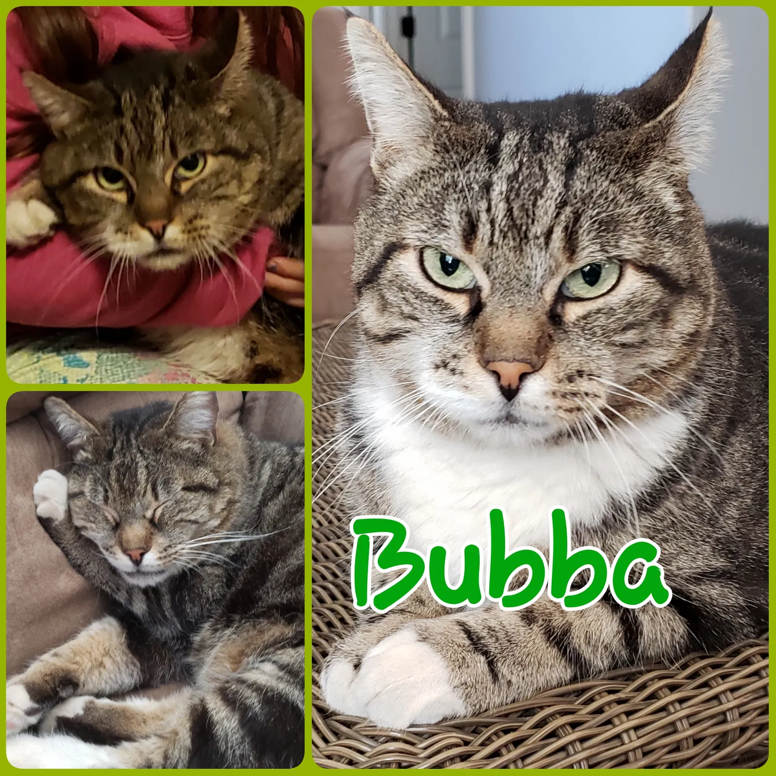 Lost cat in Lincoln, CA, 95648