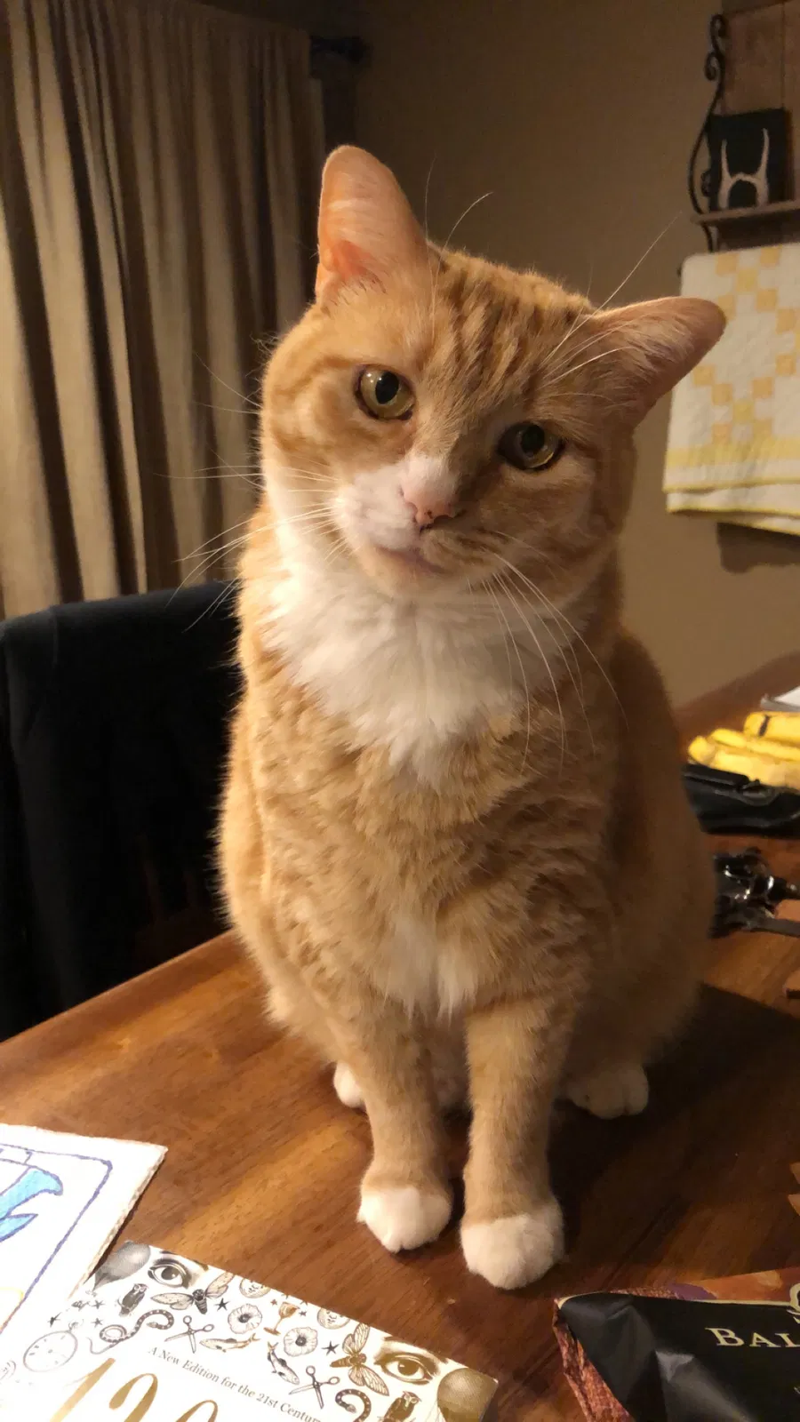 Lost cat in Columbus, OH, 43223