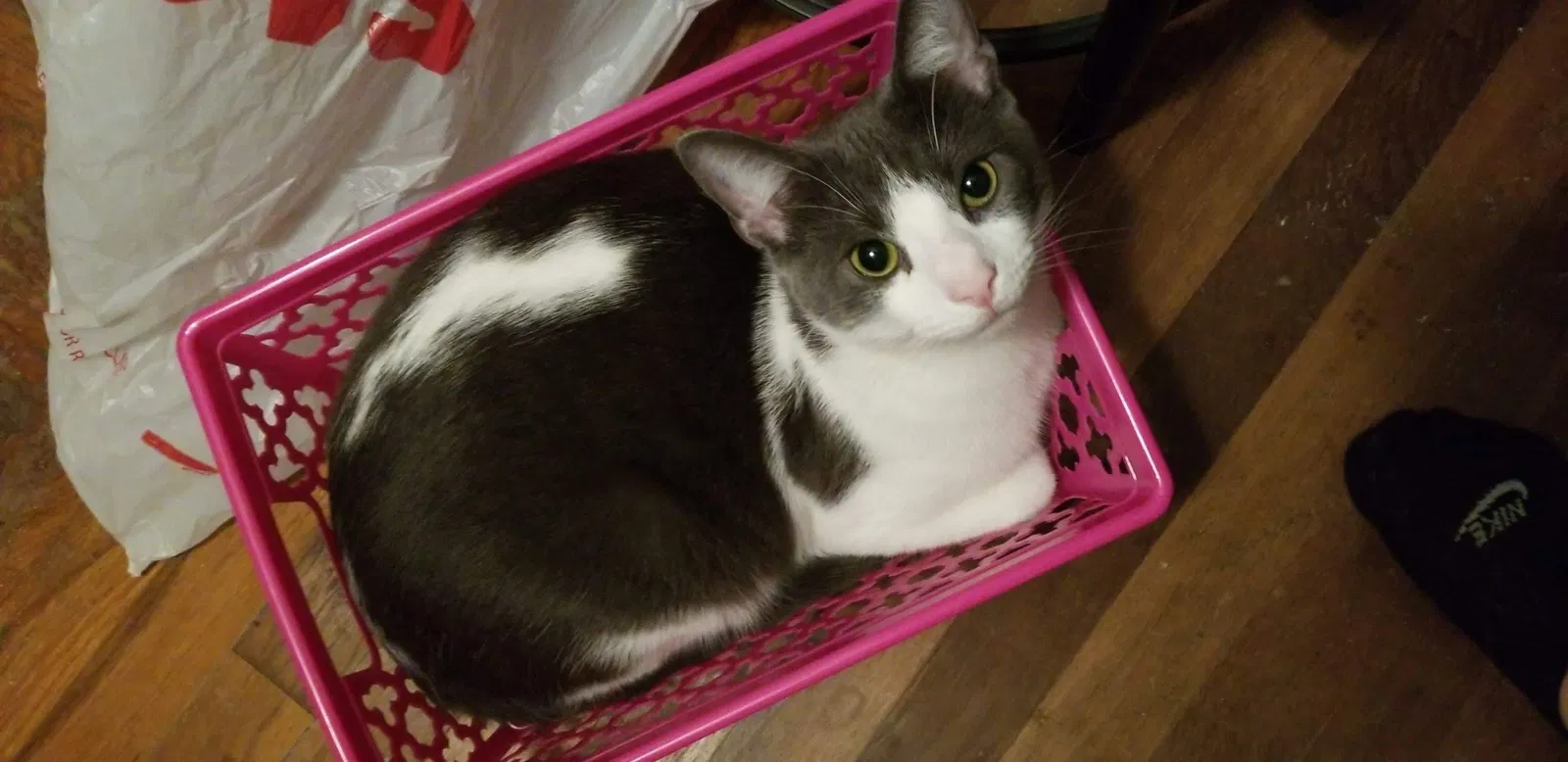 Lost cat in Indianapolis, IN, 46203