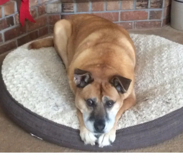 Lost dog in Malaga, WA, 98828