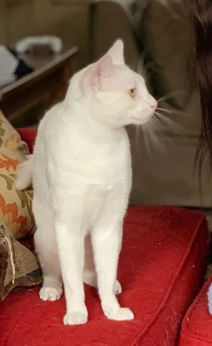 Lost cat in Merritt Island, FL, 32953