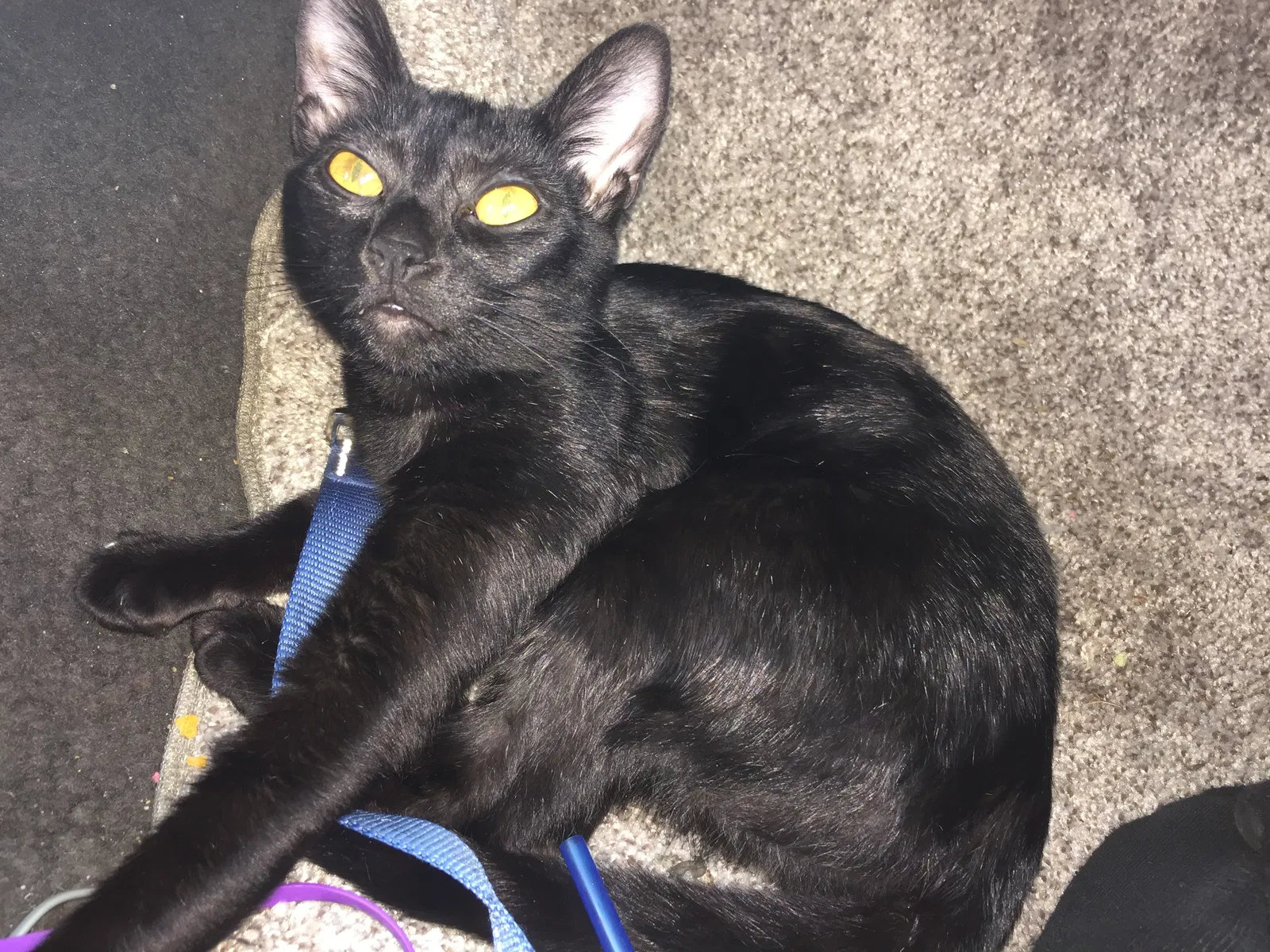 Lost cat in Everett, WA, 98201