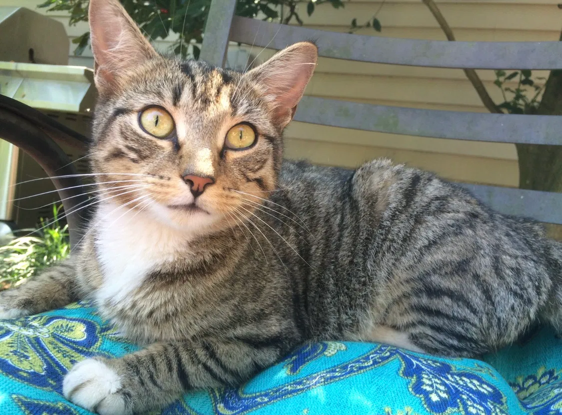 Lost cat in Wilmington, DE, 19808