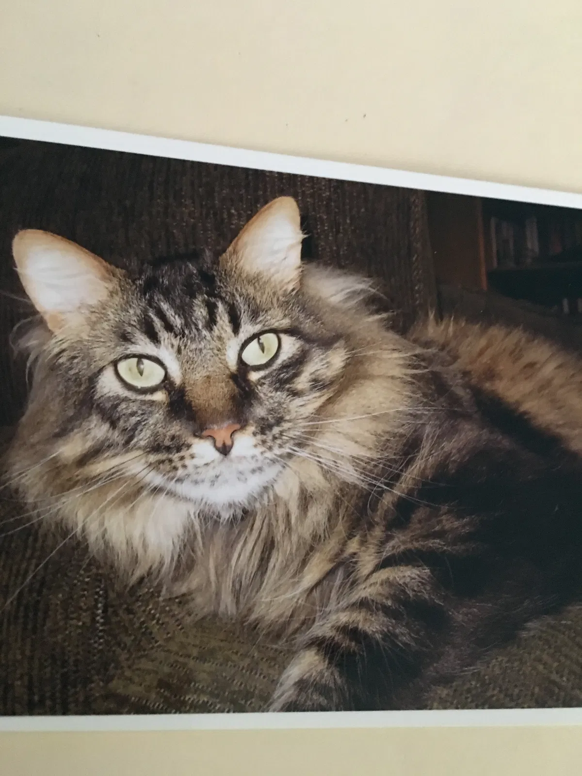 Lost cat in Berea, OH, 44017