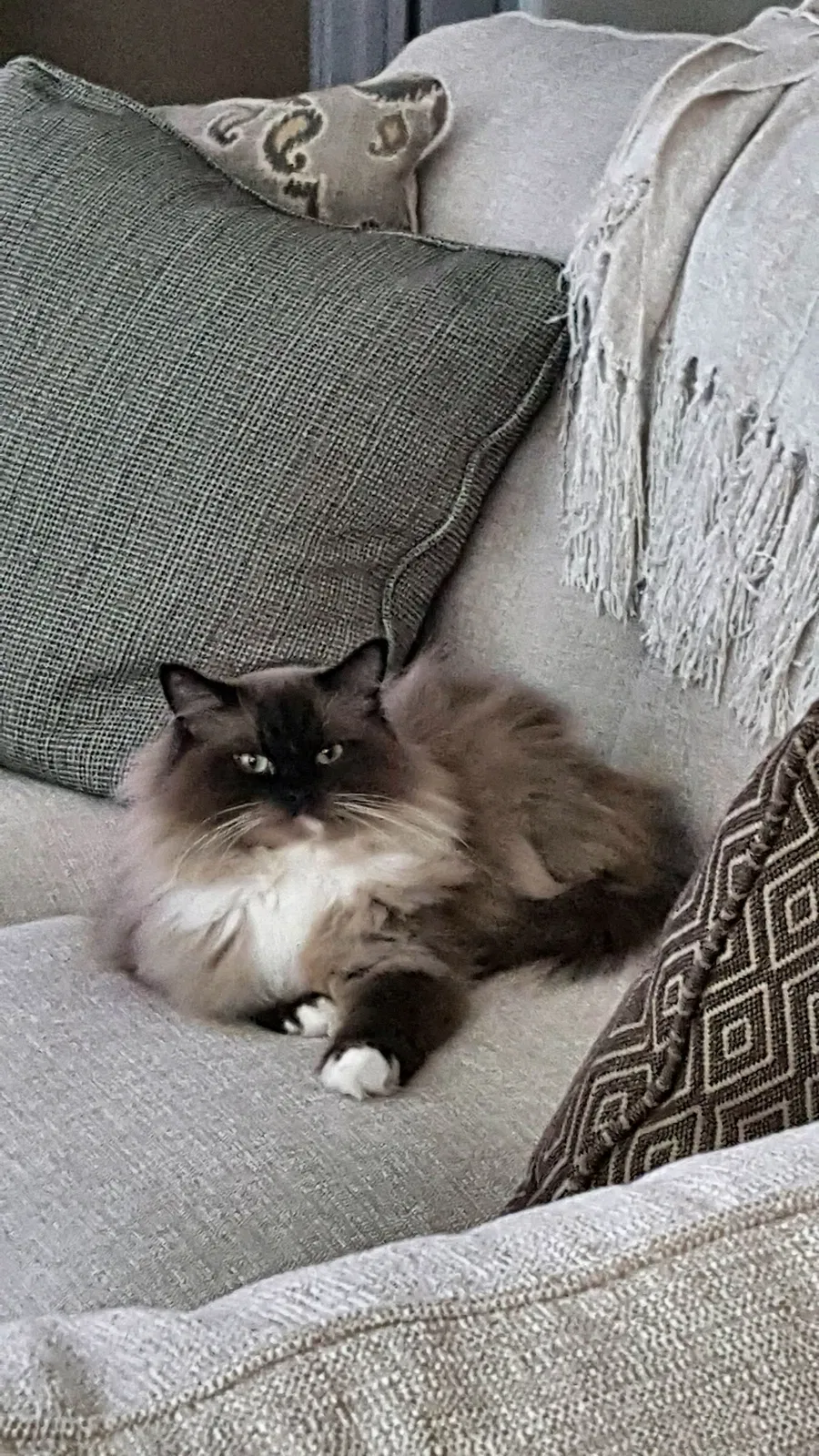 Lost cat in Baytown, TX, 77523