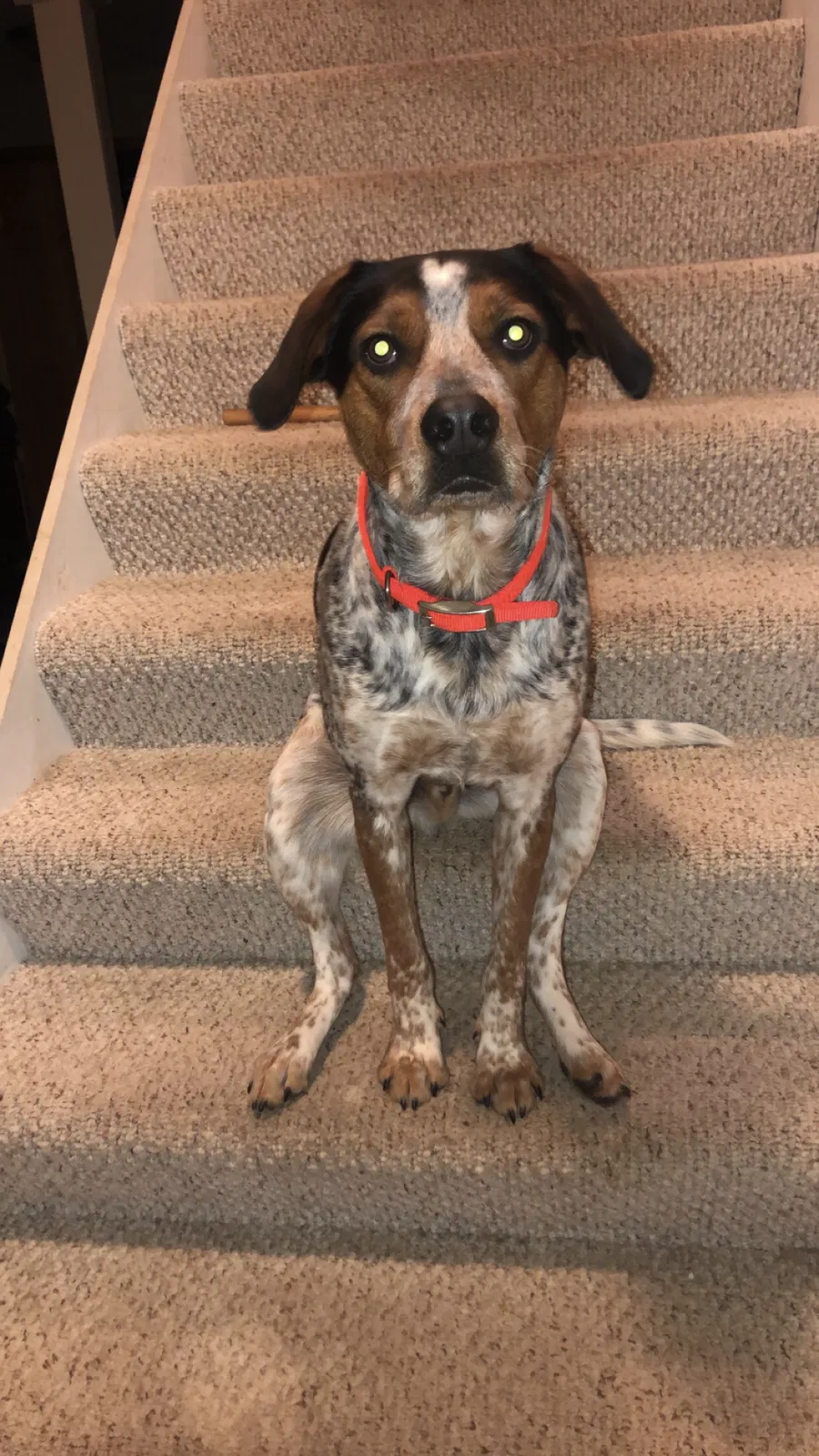 Lost dog in Minocqua, WI, 54548