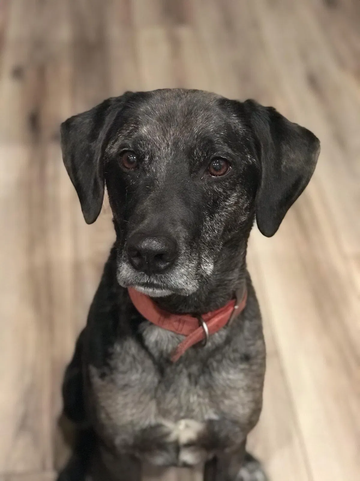 Lost dog in Hudson, WI, 54016