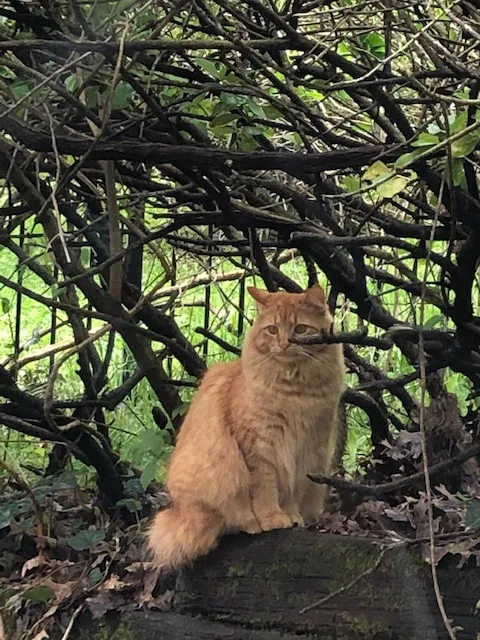 Lost cat in Franklin, TN, 37069