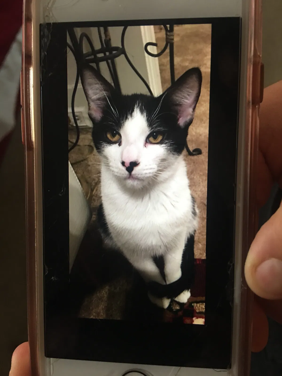 Lost cat in Martinez, CA, 94553