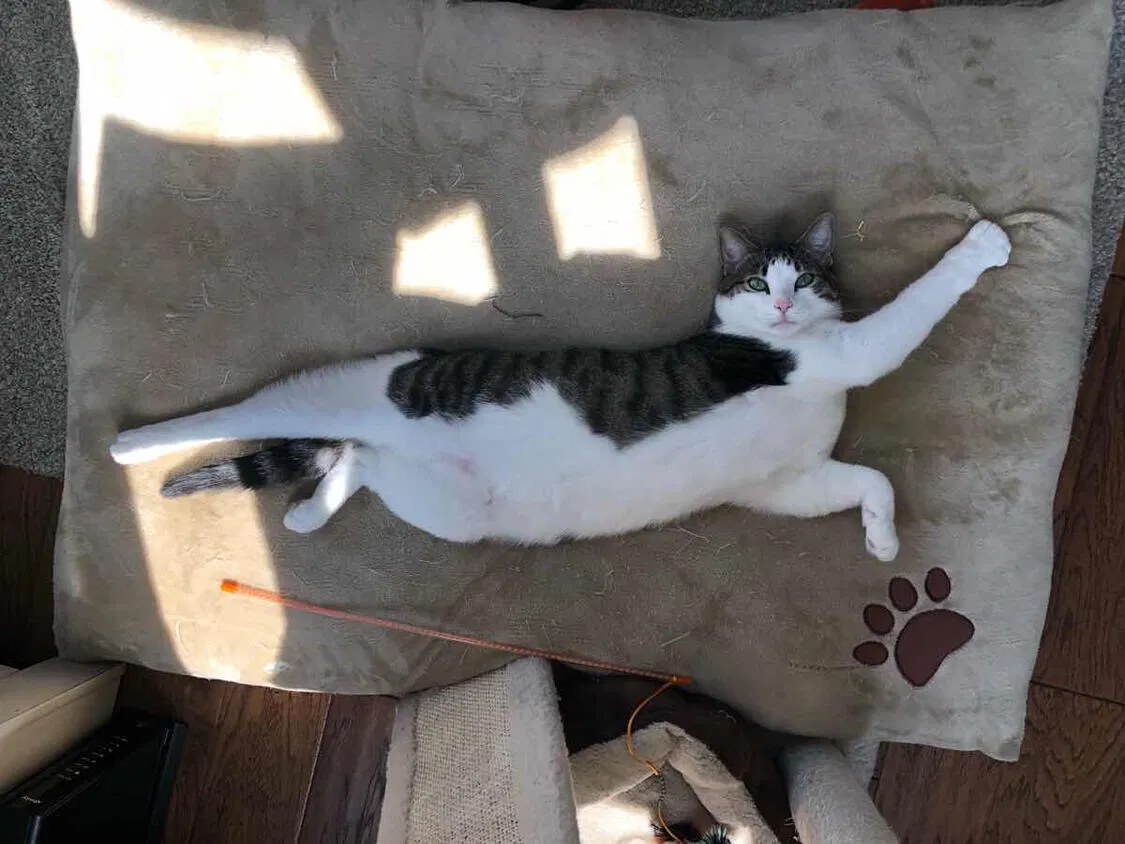 Lost cat in Denver, CO, 80234